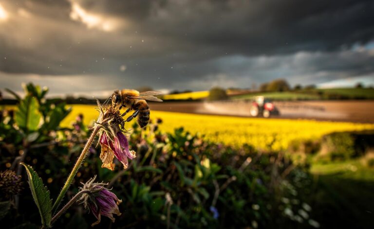 Illustration of the silent decline of bees in 2026 and its consequences for food security and biodiversity in the UK